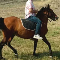 اسب مادیان ۴ساله