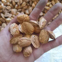 بادام اجیلی .منقا