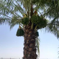 بریدن ثمر و تمیز کردن نخل رایگان
