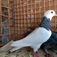 طوقی سبز و‌سیاه