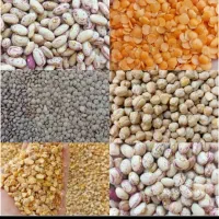 حبوبات نخود لوبیا عدس لپه( عمده و خرده)