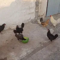 مرغ تخم گذار