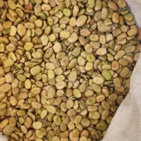 باقله درجه یک