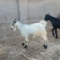 چها. رعدد تیشترچاق