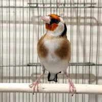 خوشگل ترین سهره شهرکرد