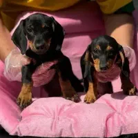 داشهوند یا سگ سوسیسی Dachshund