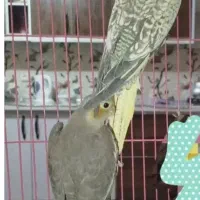 دو عدد عروس هلندی