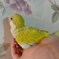 جوجه راهب خردلی سرلاکی جوجه نر با تست