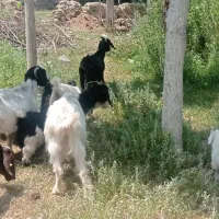 بز و بزغاله