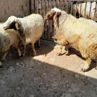 قوچ ورن