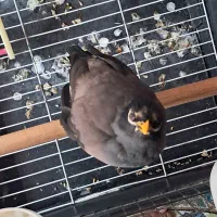 مرغ مینا سخنگو با قفس