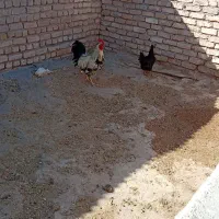 مرغ و خروس