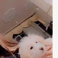 توله سگ دو ماهه ساکت و باادب جا دست شویی بلده