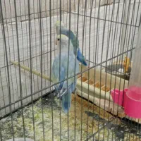 جطوطی برزیلی
