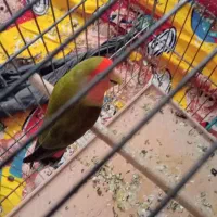 مرغ مینا وطوطی برزیلی وجوجه برزیلی