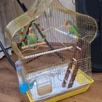 عروس و طوطی برزیلی قناری بخوان