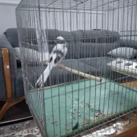 قناری رسمی بلند نر