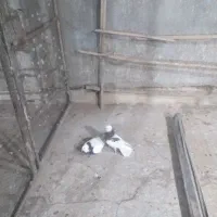 کفتر / کبوتر