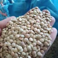 عدس خوش مزه وزودپخت290