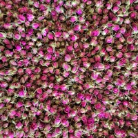 فروش پر و غنچه گل محمدی