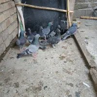 کبوتر تکپر ساعتی
