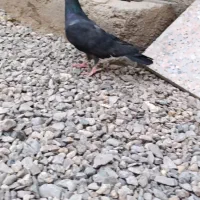 کفتر