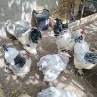 مرغ و خروس برهما لایت و بلو لایت و بوف
