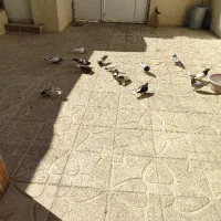 کفتر‌‌پرشی‌.نقس