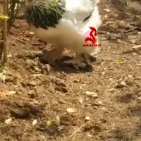 مرغ برهما لایت ابر جثه