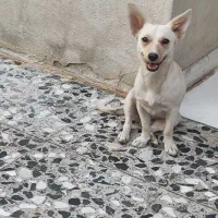 سگ پاکوتاه