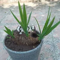 گلدان گل یوکای شمال با تنه 9 ساله با گلدان سفالی