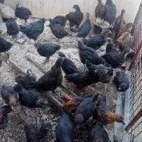 جوجه مرغ بلک استار
