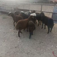 بره افشاری نر .سبک.داشتی