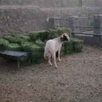 بره قوچ