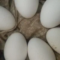 تخم نطفه دار قو غاز