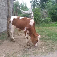 ورزا کوله چالوسی گاو