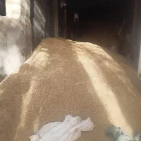 فروش جو محلی درشت و مغز دار