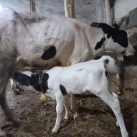 گاو به همراه گوساله