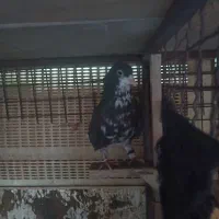کفتر .کبوتر .