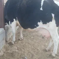 گاو شکم سوم ابستن گرم   هشت ماه نیم