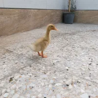 غاز