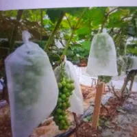 کیسه محافظ خوشه انگور کیسهانگور کیسه محافظ انگور