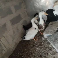 فروش یکجا دو عدد اردک نر ۸ ماهه