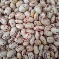 لوبیا چیتی