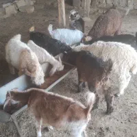 بزغاله ها