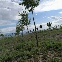 خانه باغ ورودی رضی