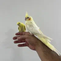 پرنده