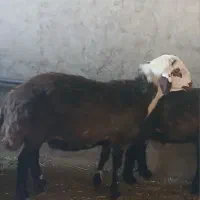 قوچ