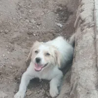 سگ پامر
