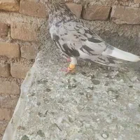 هفت‌رنگ دم سفید نر